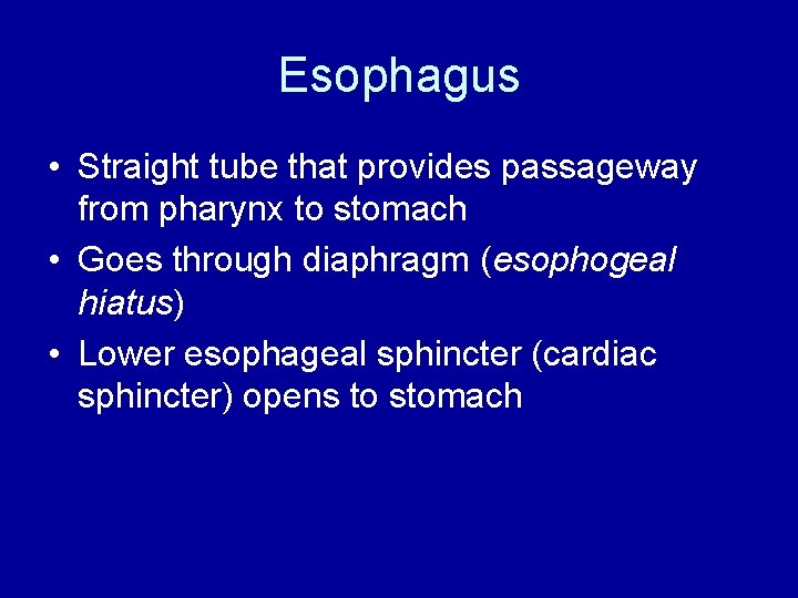 Esophagus • Straight tube that provides passageway from pharynx to stomach • Goes through