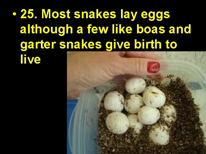  • 25. Most snakes lay eggs although a few like boas and garter