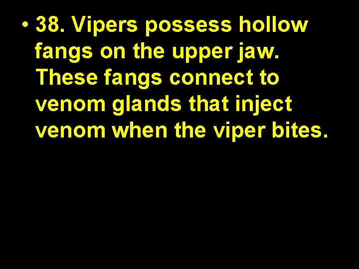  • 38. Vipers possess hollow fangs on the upper jaw. These fangs connect