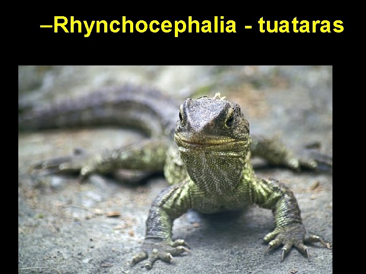 –Rhynchocephalia - tuataras 