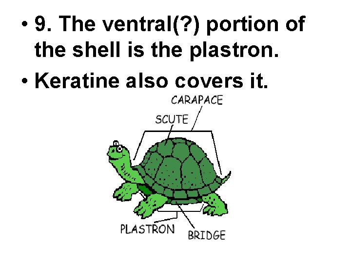  • 9. The ventral(? ) portion of the shell is the plastron. •