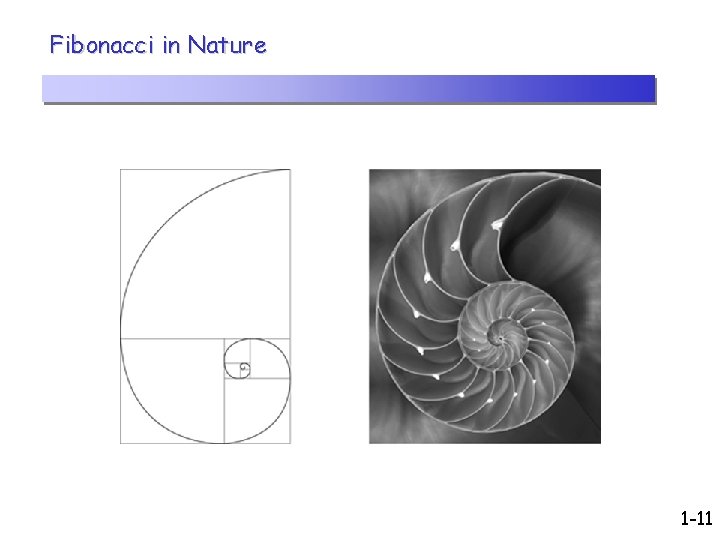 Fibonacci in Nature 1 -11 