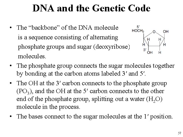 DNA and the Genetic Code • The “backbone” of the DNA molecule is a