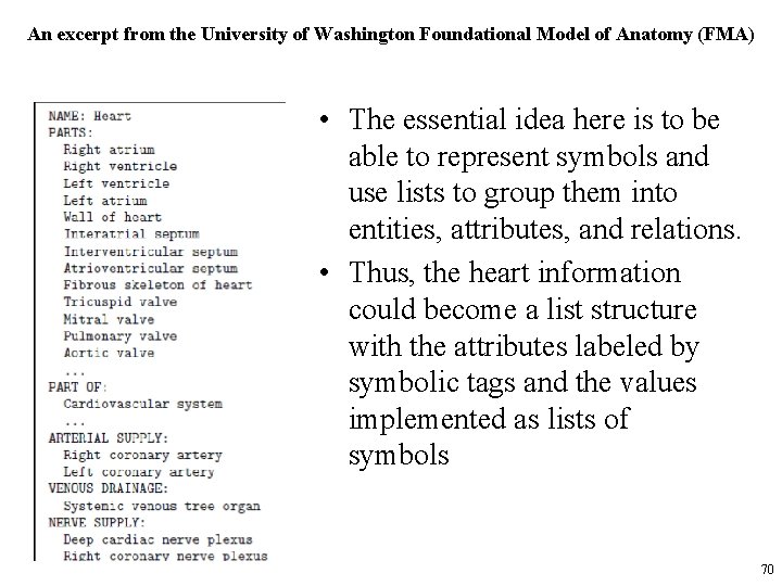 An excerpt from the University of Washington Foundational Model of Anatomy (FMA) • The