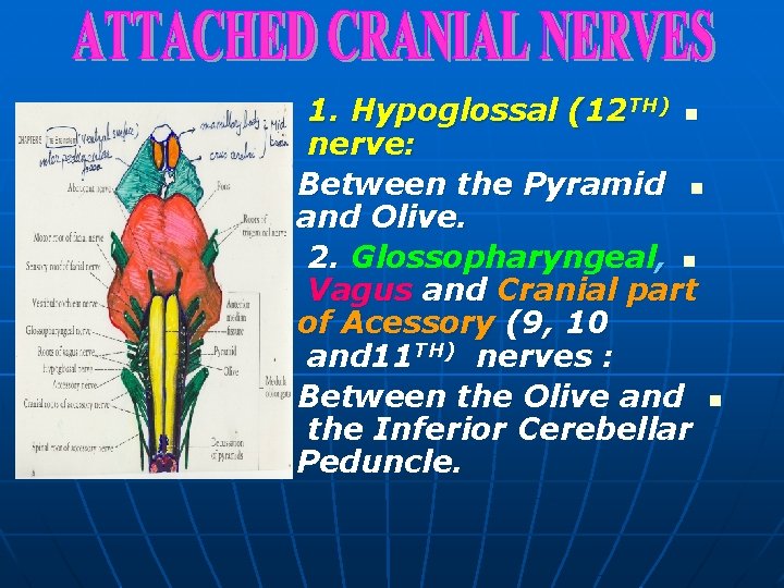 1. Hypoglossal (12 TH) n nerve: Between the Pyramid n and Olive. 2. Glossopharyngeal,