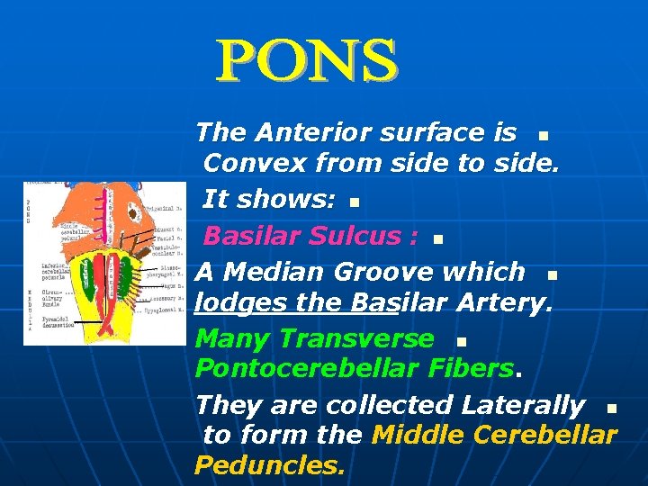 The Anterior surface is n Convex from side to side. It shows: n Basilar