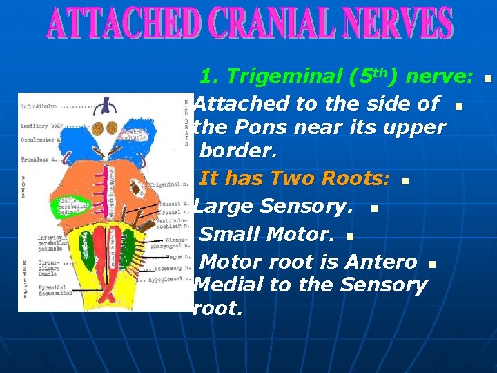 1. Trigeminal (5 th) nerve: Attached to the side of n the Pons near