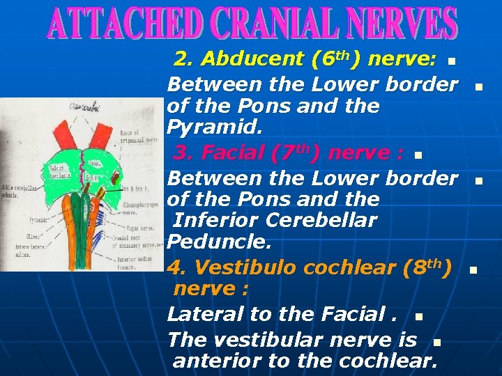 2. Abducent (6 th) nerve: n Between the Lower border of the Pons and