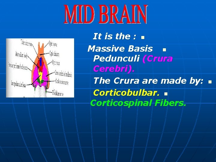 It is the : n Massive Basis n Pedunculi (Crura Cerebri). The Crura are