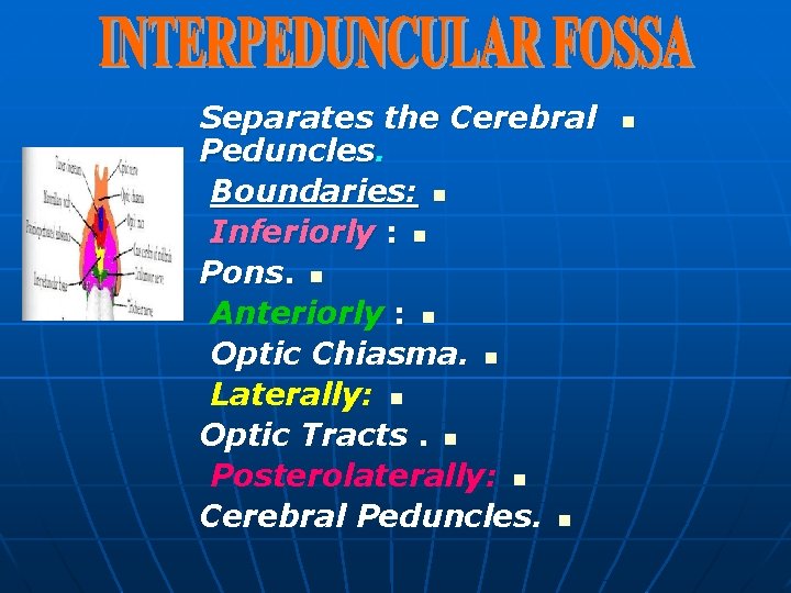 Separates the Cerebral Peduncles. Boundaries: n Inferiorly : n Pons. n Anteriorly : n