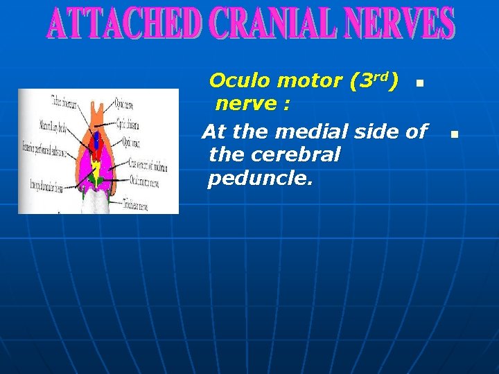 Oculo motor (3 rd) n nerve : At the medial side of the cerebral