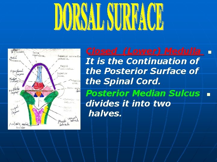 Closed (Lower) Medulla It is the Continuation of the Posterior Surface of the Spinal