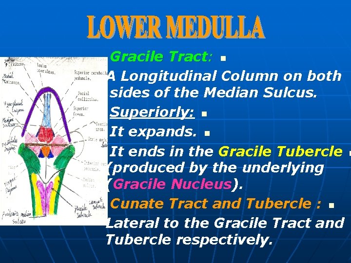 Gracile Tract: n A Longitudinal Column on both sides of the Median Sulcus. Superiorly: