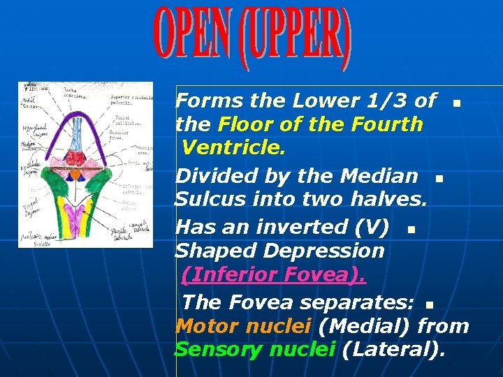 Forms the Lower 1/3 of n the Floor of the Fourth Ventricle. Divided by