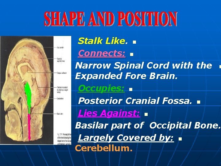 Stalk Like. n Connects: n Narrow Spinal Cord with the n Expanded Fore Brain.