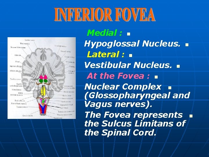 Medial : n Hypoglossal Nucleus. n Lateral : n Vestibular Nucleus. n At the