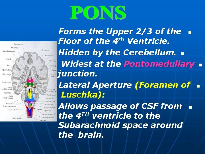 Forms the Upper 2/3 of the n Floor of the 4 th Ventricle. Hidden