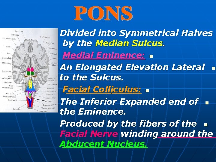 Divided into Symmetrical Halves by the Median Sulcus. Medial Eminence: n An Elongated Elevation