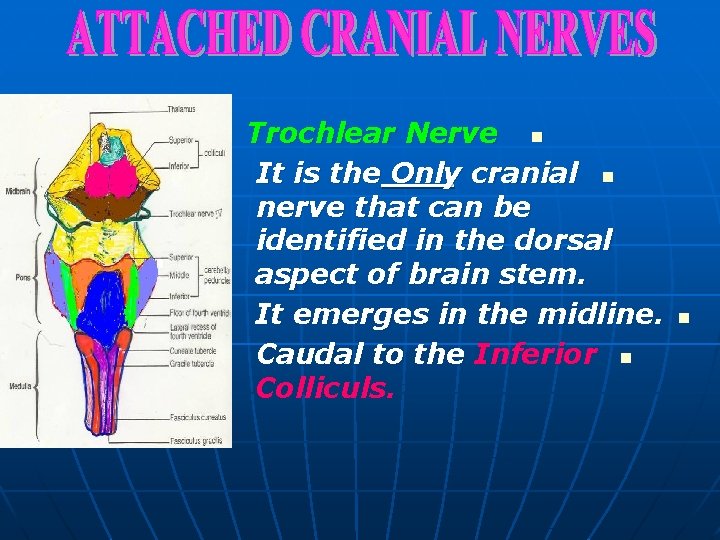 Trochlear Nerve n It is the Only cranial n nerve that can be identified