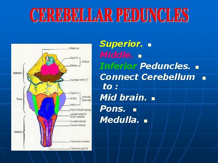 Superior. n Middle. n Inferior Peduncles. n Connect Cerebellum to : Mid brain. n