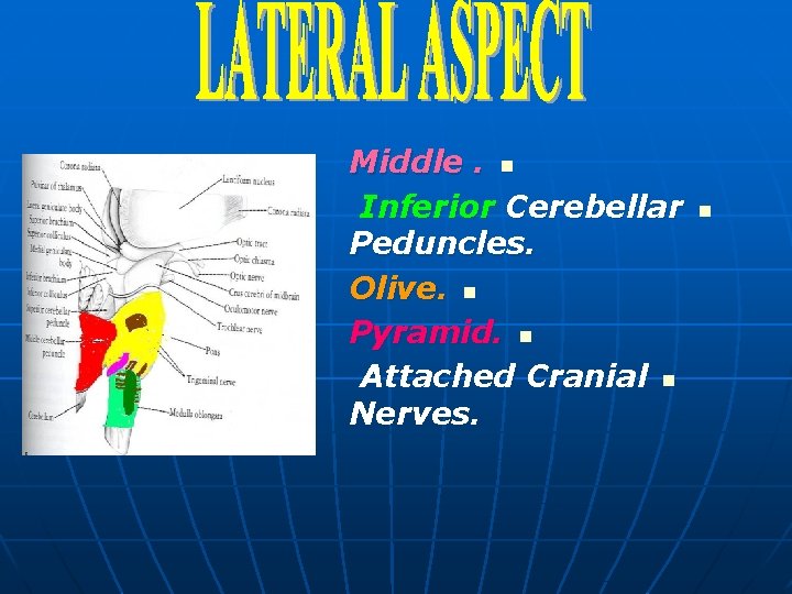 Middle. n Inferior Cerebellar Peduncles. Olive. n Pyramid. n Attached Cranial n Nerves. n