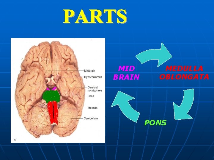 MID BRAIN MEDULLA OBLONGATA PONS 