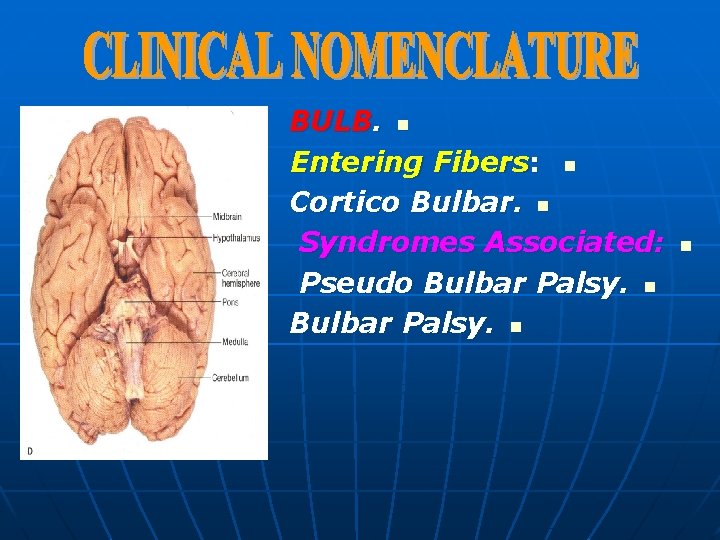 BULB. n Entering Fibers: n Cortico Bulbar. n Syndromes Associated: Pseudo Bulbar Palsy. n