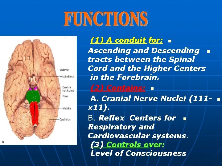 (1) A conduit for: n Ascending and Descending n tracts between the Spinal Cord