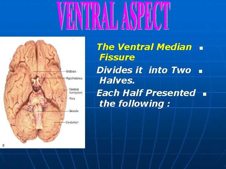 The Ventral Median Fissure Divides it into Two Halves. Each Half Presented the following