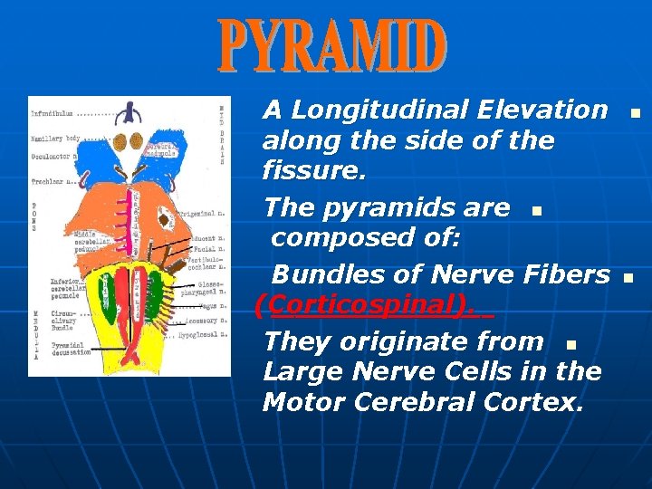 A Longitudinal Elevation along the side of the fissure. The pyramids are n composed