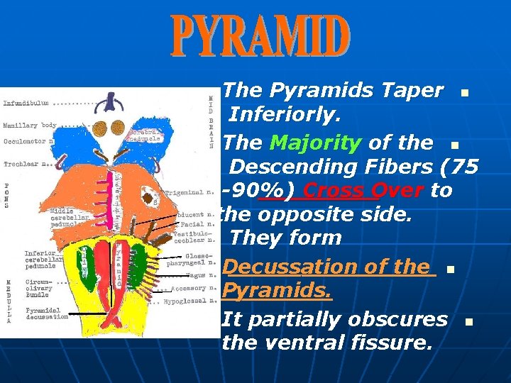 The Pyramids Taper n Inferiorly. The Majority of the n Descending Fibers (75 -90%)