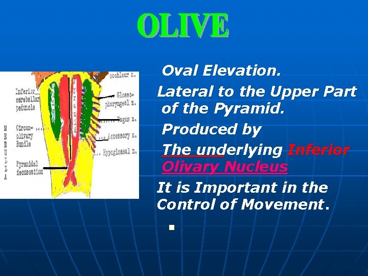 Oval Elevation. Lateral to the Upper Part of the Pyramid. Produced by The underlying