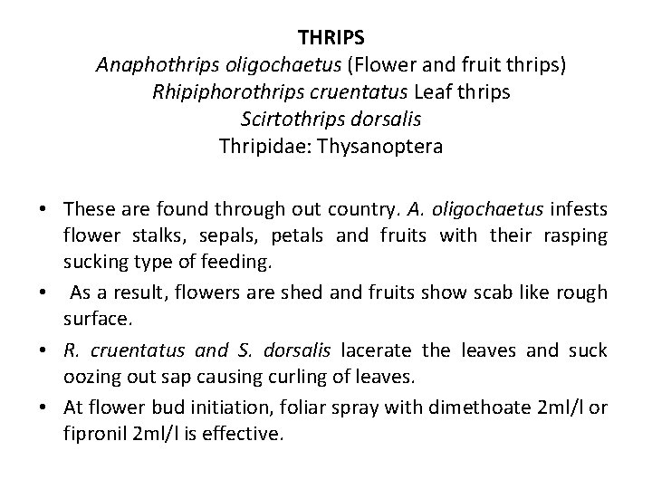 THRIPS Anaphothrips oligochaetus (Flower and fruit thrips) Rhipiphorothrips cruentatus Leaf thrips Scirtothrips dorsalis Thripidae: