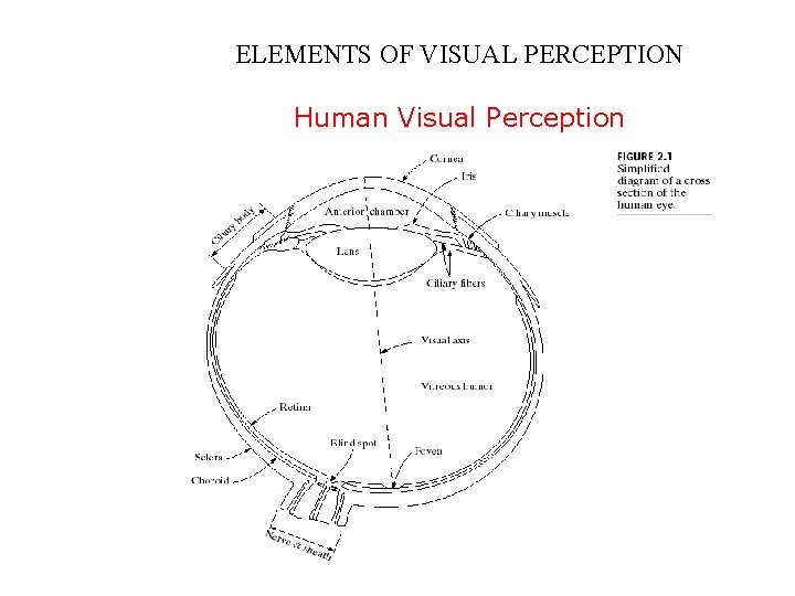 ELEMENTS OF VISUAL PERCEPTION Human Visual Perception 
