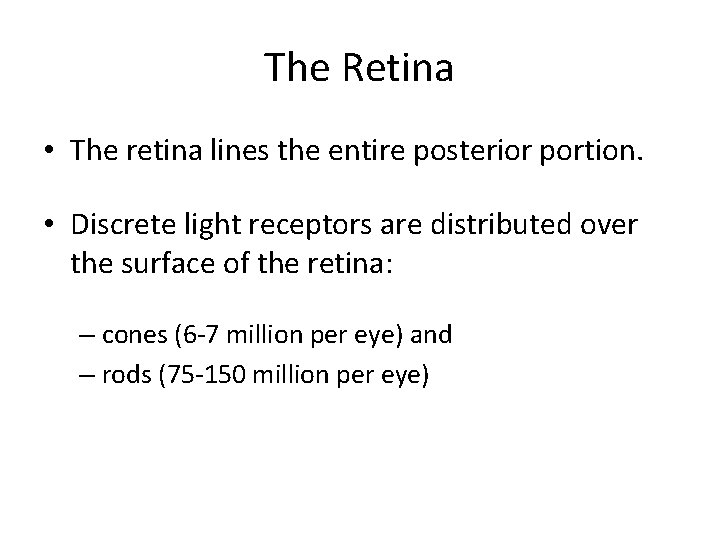 The Retina • The retina lines the entire posterior portion. • Discrete light receptors