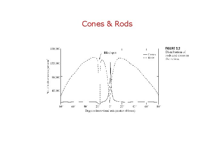 Cones & Rods 