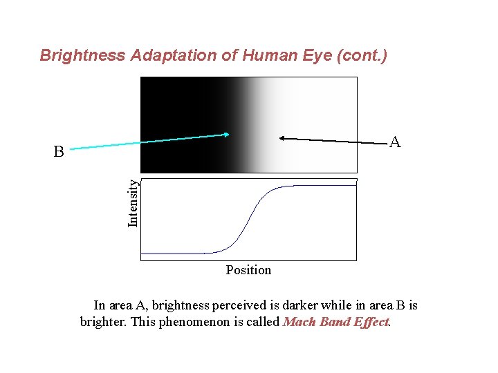 Brightness Adaptation of Human Eye (cont. ) A Intensity B Position In area A,