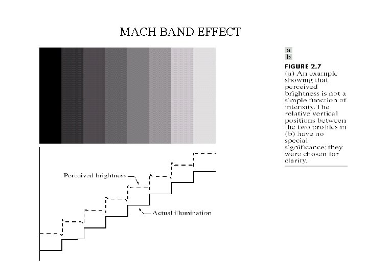 MACH BAND EFFECT 