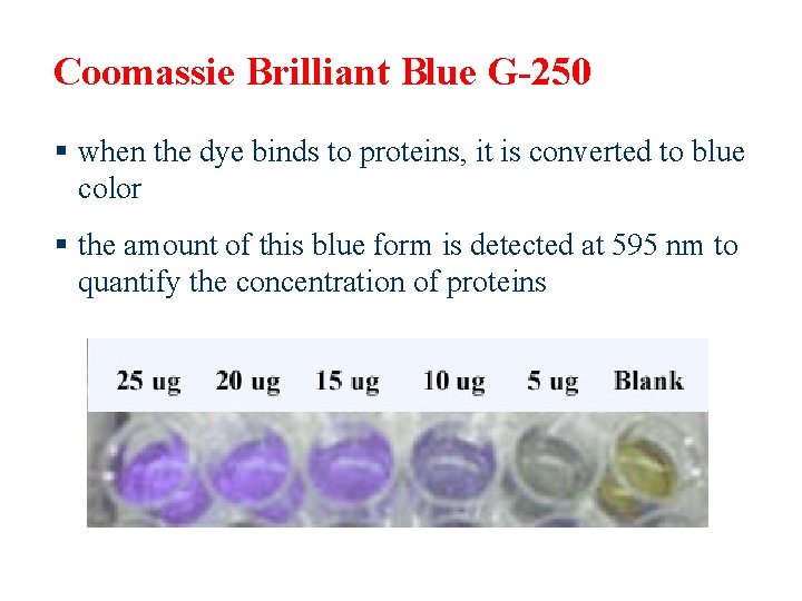 Coomassie Brilliant Blue G-250 § when the dye binds to proteins, it is converted