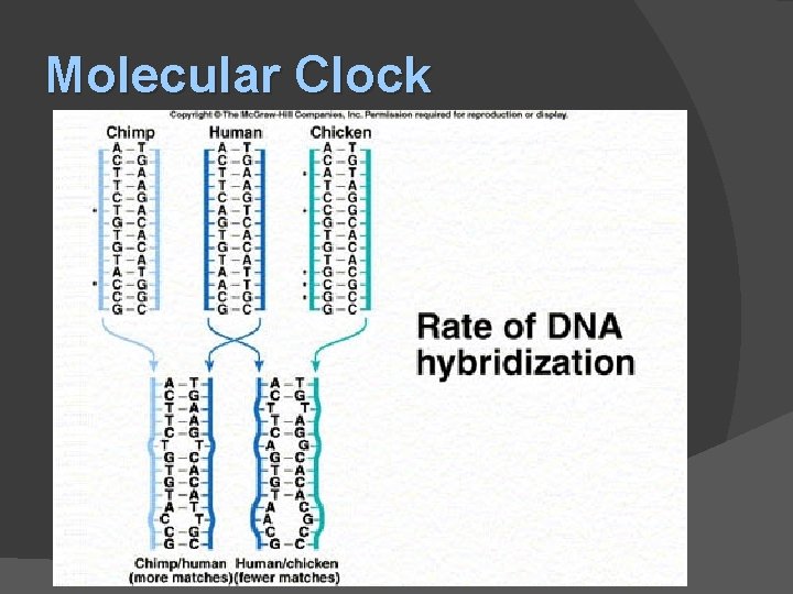 Molecular Clock 