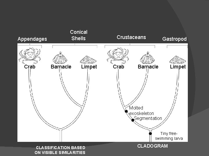 Appendages Crab Conical Shells Barnacle Limpet Crustaceans Crab Gastropod Barnacle Limpet Molted exoskeleton Segmentation