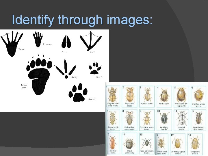 Identify through images: 