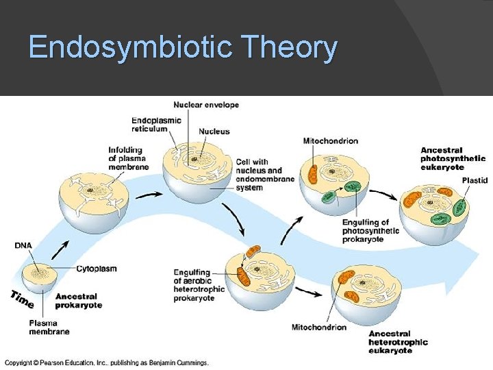 Endosymbiotic Theory 