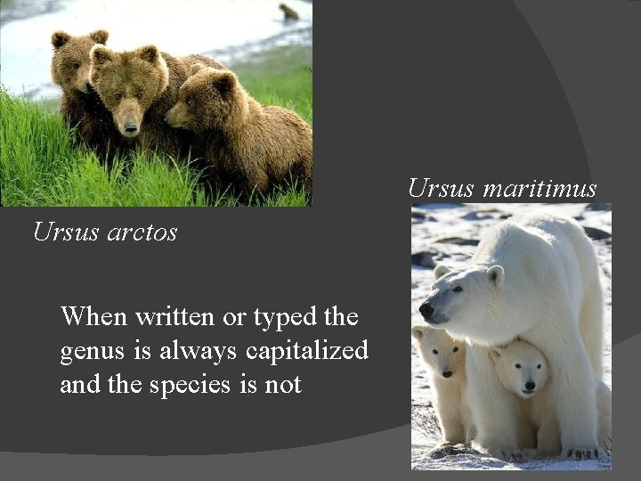 Ursus maritimus Ursus arctos When written or typed the genus is always capitalized and