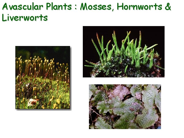 Avascular Plants : Mosses, Hornworts & Liverworts 