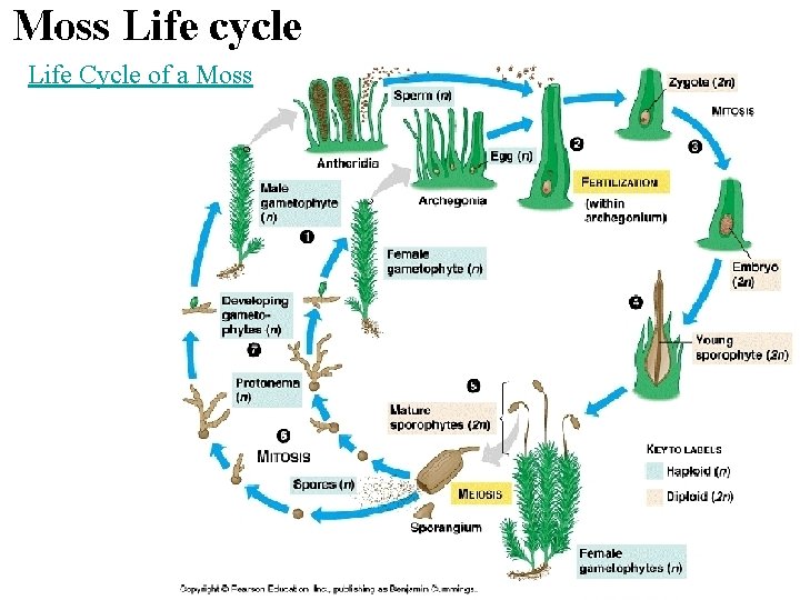 Life Cycle of a Moss 