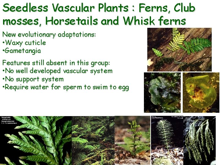 Seedless Vascular Plants : Ferns, Club mosses, Horsetails and Whisk ferns New evolutionary adaptations: