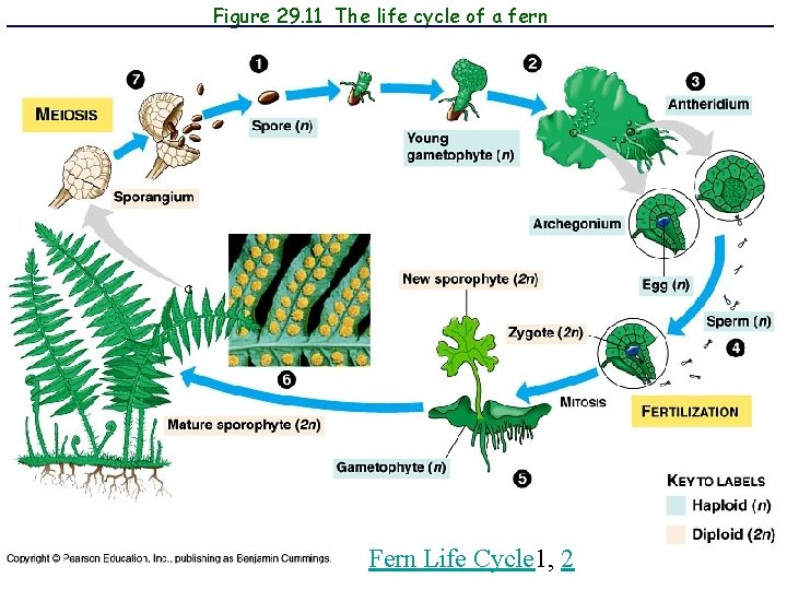 Figure 29. 11 The life cycle of a fern Fern Life Cycle 1, 2
