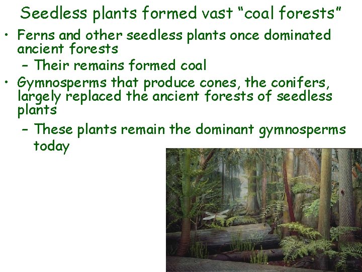 Seedless plants formed vast “coal forests” • Ferns and other seedless plants once dominated