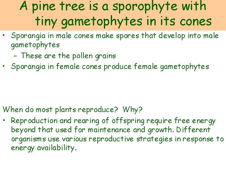A pine tree is a sporophyte with tiny gametophytes in its cones • Sporangia